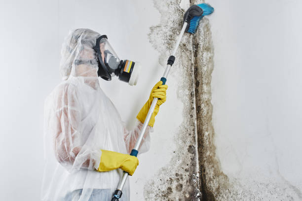 Trusted Bigfork, MT Mold Removal Experts