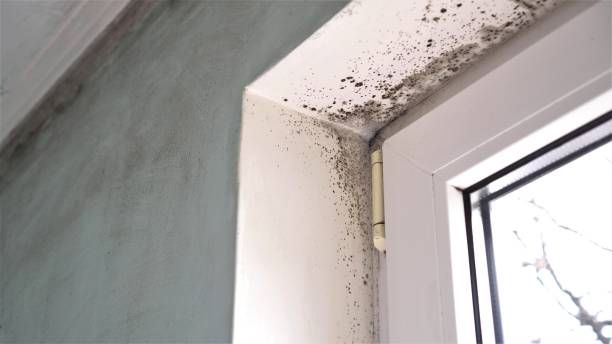 Best Best Mold Removal Companies  in Bigfork, MT
