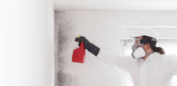 Best Professional Mold Removal  in Bigfork, MT