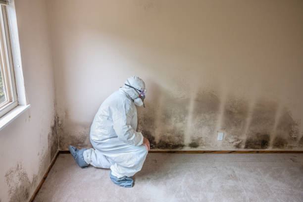 Best Mold Remediation Services  in Bigfork, MT