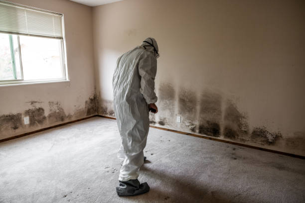 Best Toxic Mold Removal  in Bigfork, MT