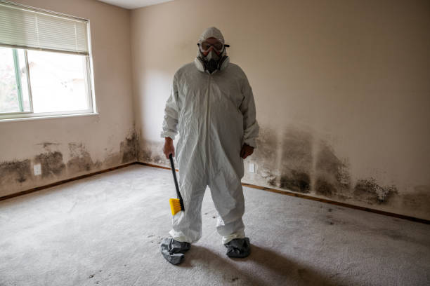 Best Local Mold Removal Service  in Bigfork, MT