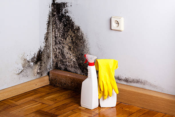 Best Same-Day Mold Removal  in Bigfork, MT